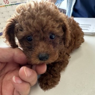 トイプードル(ティーカップ)【大阪府・男の子・2023年8月3日・レッド】の写真「ドアーフで走ってる姿が可愛すぎる💕」