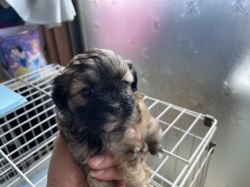 シーズーとプードル【大阪府・男の子・2022年3月27日・茶系】の写真「お目目くりくり♪♪」