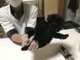 タイニープードル【大阪府・男の子・2018年8月19日・シルバー】の写真1