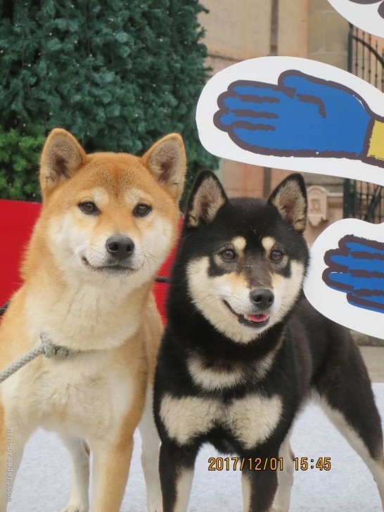 初めまして日本犬をこよなく愛する気持ちは誰にも負けないつもりです。｜奥　充生(おく　みつお)ブリーダー(和歌山県・柴犬・日本犬保存会登録)の紹介写真1