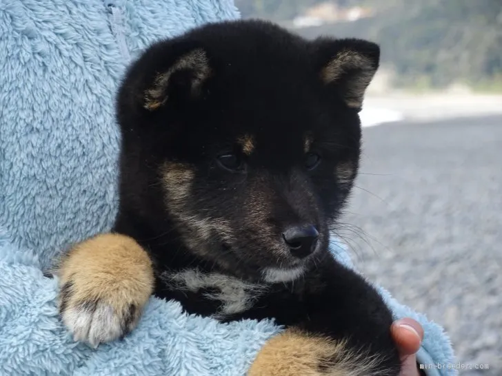 ID:2001-03223の子犬