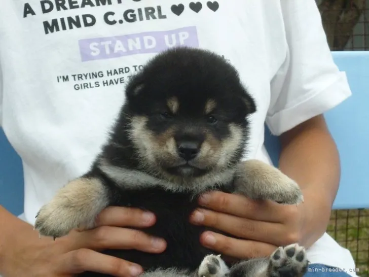 ID：2108-03464の子犬