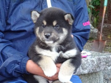柴犬(標準サイズ)【和歌山県・男の子・2020年10月15日・白赤黒の配色の黒柴】の写真「三色のバランスが抜群です」