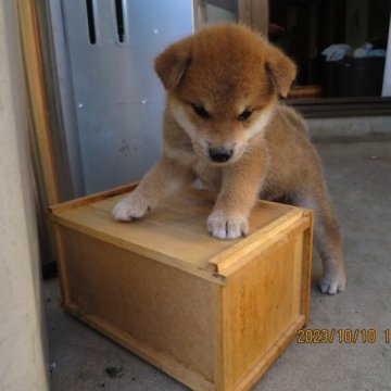 柴犬(標準サイズ)【和歌山県・男の子・2023年9月5日・赤】の写真「小ぶりな配色抜群です」