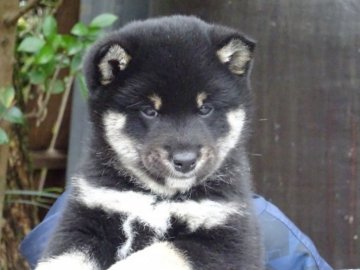 柴犬(標準サイズ)【和歌山県・男の子・2020年1月1日・黒柴】の写真「両親とも日保本部賞受賞犬の良血」