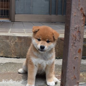 柴犬(標準サイズ)【和歌山県・女の子・2024年4月15日・赤】の写真「小ぶりな配色抜群です」