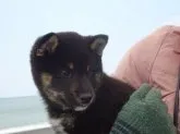 柴犬(標準サイズ)【和歌山県・男の子・2020年1月1日・黒柴】の写真3
