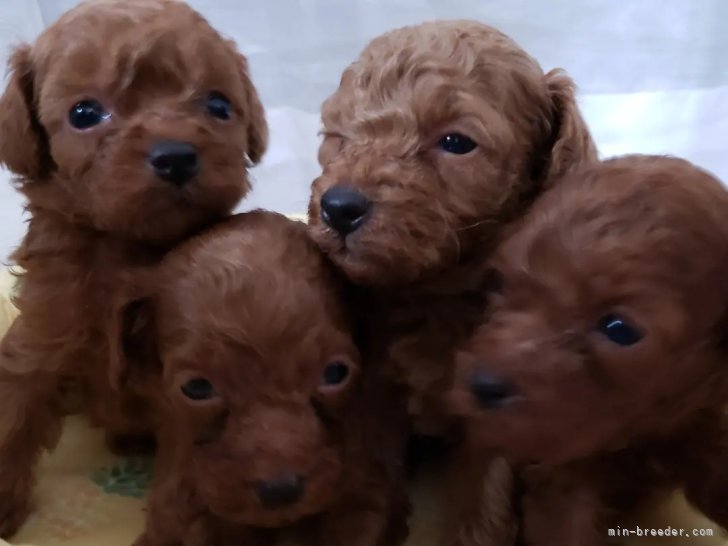 佐川志津ブリーダーのブログ：プードルの子犬達
