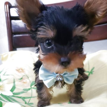 ヨークシャーテリア【京都府・男の子・2025年6月12日・スティルブルー&タン】の写真「食欲モリモリの元気一杯なイケメンボーイ」