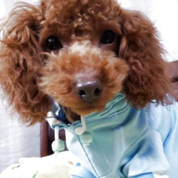 トイプードル(タイニー)【京都府・男の子・2024年8月14日・レッド】の写真「モフモフな毛吹のイケメンボーイ」