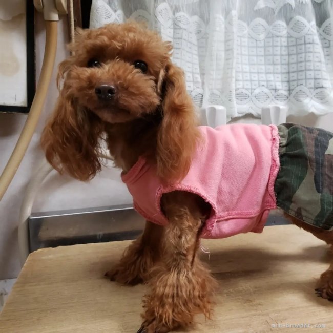 タイニープードル【・女の子・2021年5月13日・レッド】