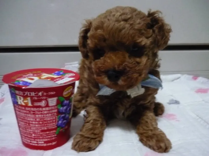 シュシュ 様のお迎えした子犬