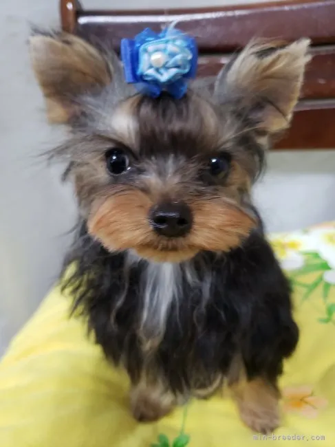 ID：2207-02357の子犬