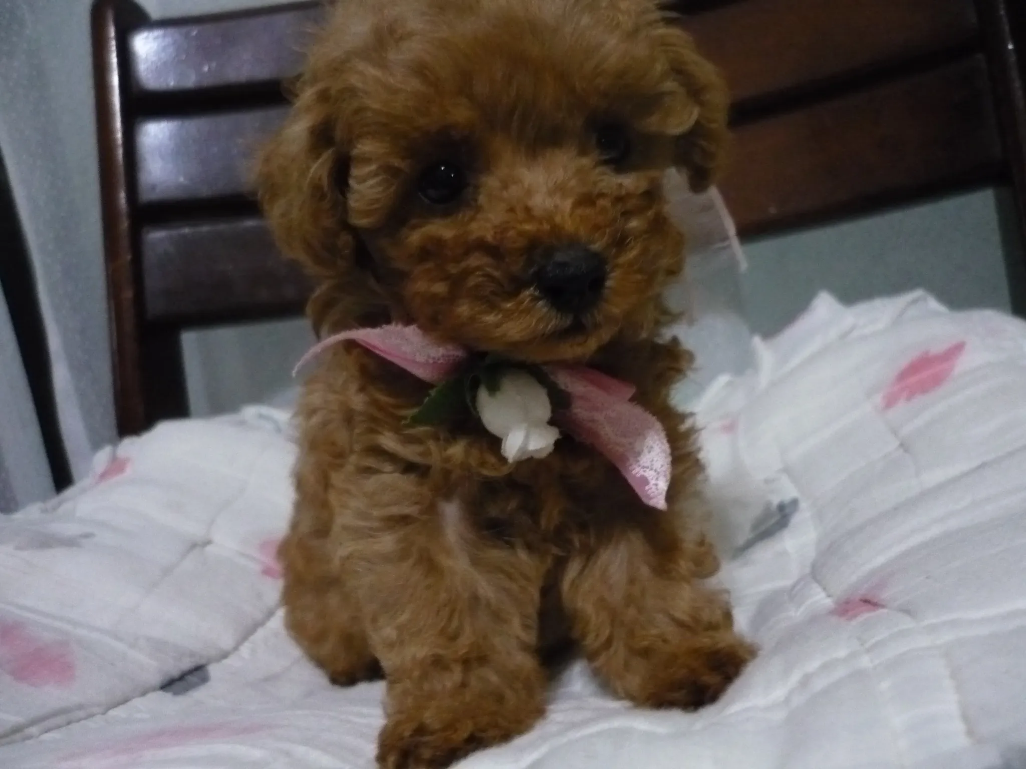 水村 吉克 様のお迎えした子犬