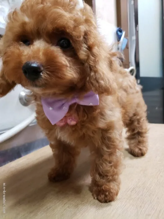 ID：2108-01823の子犬