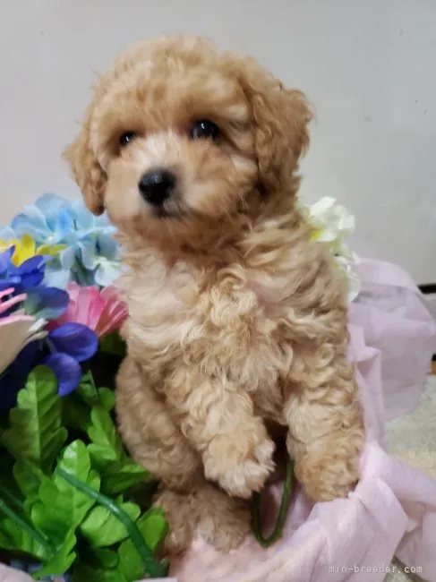 ID:2207-04438の子犬