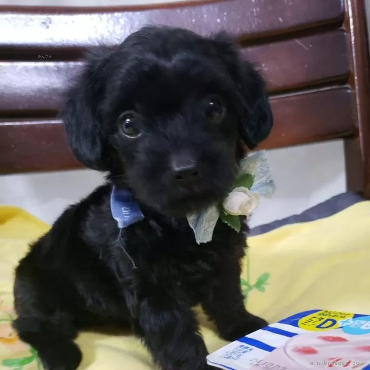 ID：2409-04313の子犬
