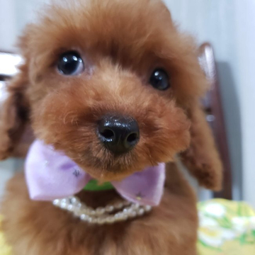 トイプードル(タイニー)【京都府・男の子・2022年9月5日・レッド】の写真「甘えん坊でやんちゃなイケメンボーイ」