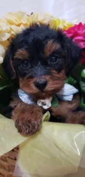 ミックス(プードル×ヨーキー)【京都府・男の子・2020年10月1日・スチールブルー&タン】の写真「見た目はヨーキー、ママはプードル元気なやんちゃ坊主」