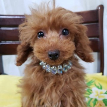 トイプードル(ティーカップ)【京都府・男の子・2022年9月5日・レッド】の写真「人なつこい甘えん坊」