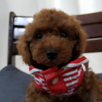 トイプードル(タイニー)【京都府・女の子・2021年5月13日・レッド】の写真「お目目まるまるクリクリのプリンセス」