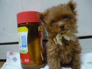 トイプードル(トイ)【京都府・男の子・2015年5月26日・レッド】の写真「動くぬいぐるみ」