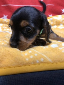 ミニチュアダックス×ヨークシャーテリア【京都府・男の子・2021年10月16日・ブラックタン】の写真「優しい男の子♡」