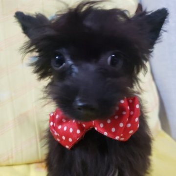 ミックス(ヨーキーとプードル)【京都府・女の子・2023年6月1日・ブラック】の写真「チビチビな可愛いお姫様」