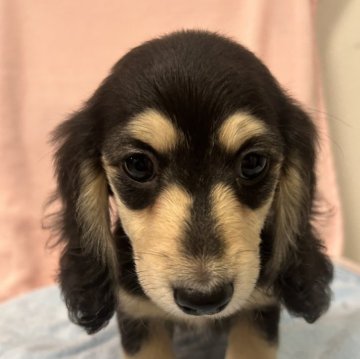 ミニチュアダックスフンド(ロング)【京都府・男の子・2024年3月3日・ブラックイエロー】の写真「とっても派手顔のダックスくん」