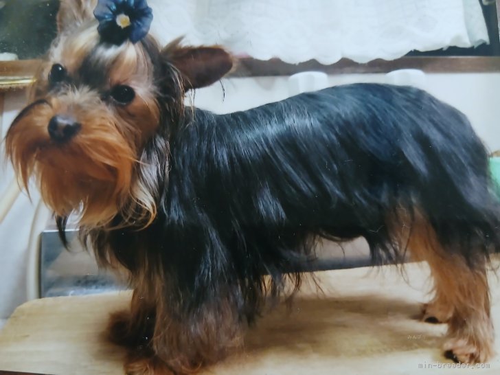 ヨークシャーテリア【・男の子・2021年5月14日・スティールブルー&amp;タン】