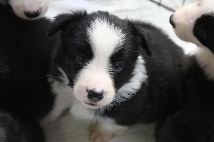 いいじ 様のお迎えした子犬