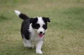 ボーダーコリー【愛知県・男の子・2015年4月22日・ブラック&ホワイト】の写真2
