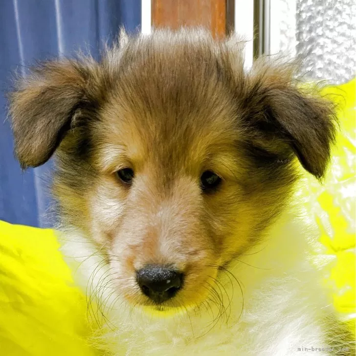 ID：2507-08114の子犬