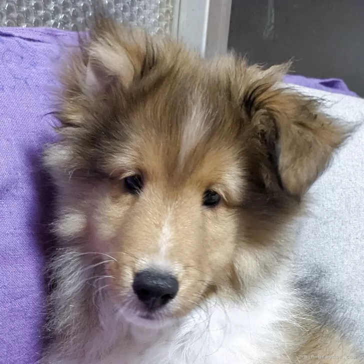 ID:2508-00868の子犬