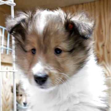 シェットランドシープドッグ【群馬県・女の子・2025年3月11日・セーブルホワイト】の写真「かわいい小さな女の子です。」