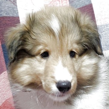 シェットランドシープドッグ【群馬県・男の子・2025年3月30日・セーブルホワイト】の写真「カラーが巻いている、とてもおとなしい子です。」