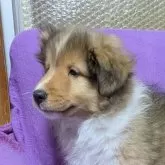 シェットランドシープドッグ