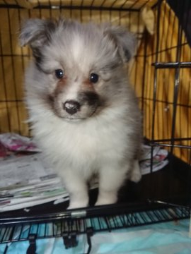 シェットランドシープドッグ【群馬県・女の子・2019年10月18日・バイブルー】の写真「希少価値のバイブルー、人なっこい、チャンピオン直子」