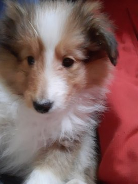 シェットランドシープドッグ【群馬県・女の子・2021年12月28日・セーブルホワイト】の写真「可愛いお顔の女の子です。」