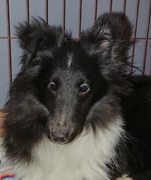 シェットランドシープドッグ【群馬県・男の子・2017年7月22日・バイブラック】の写真「戌年です。特価にて販売中。」