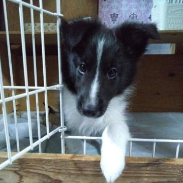 シェットランドシープドッグ【群馬県・男の子・2022年5月30日・バイブラック】の写真「新しい事に興味いっぱいの、元気な男の子です。」