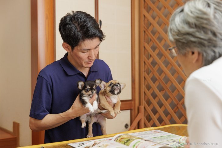白井　宏哉(しらい　ひろき)ブリーダー(岡山県・チワワ(ロング)など・JKC登録)の紹介写真2