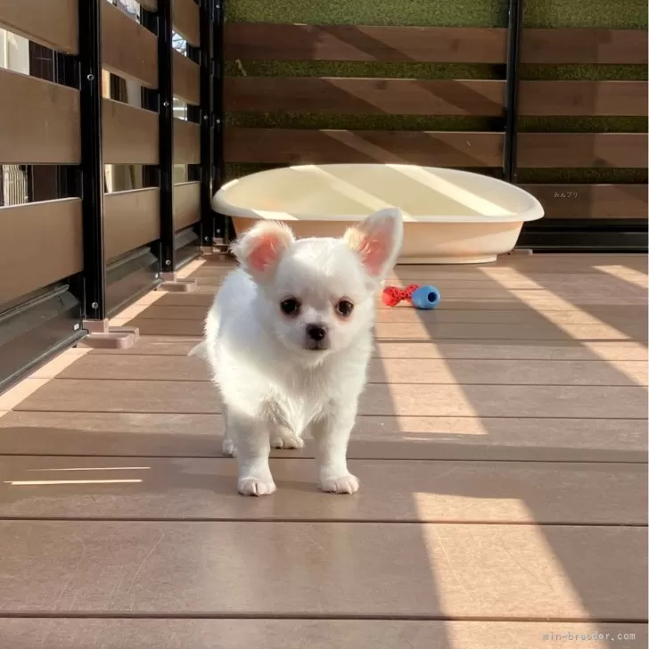 ID:2502-01674の子犬