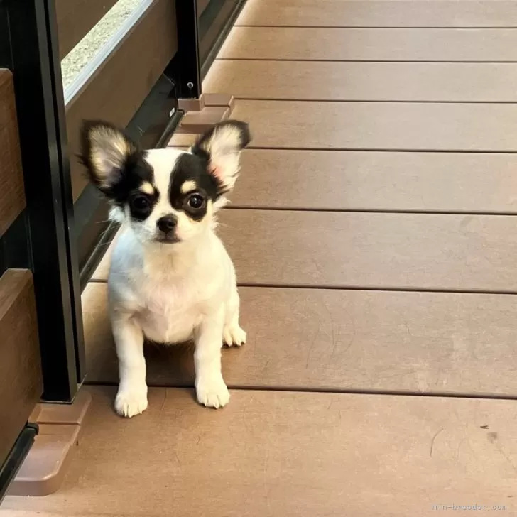 ID:2411-05674の子犬