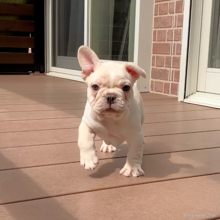 ゆうさん 様のお迎えした子犬