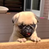 パグ