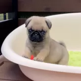 パグ