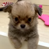 チワワ(ロング)