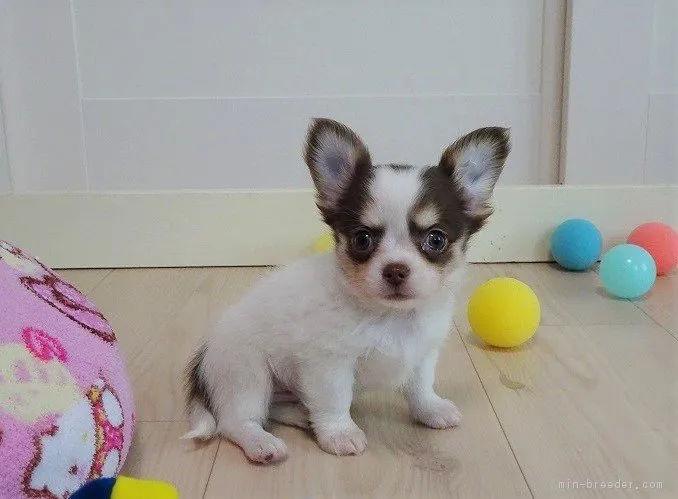 八木 様のお迎えした子犬