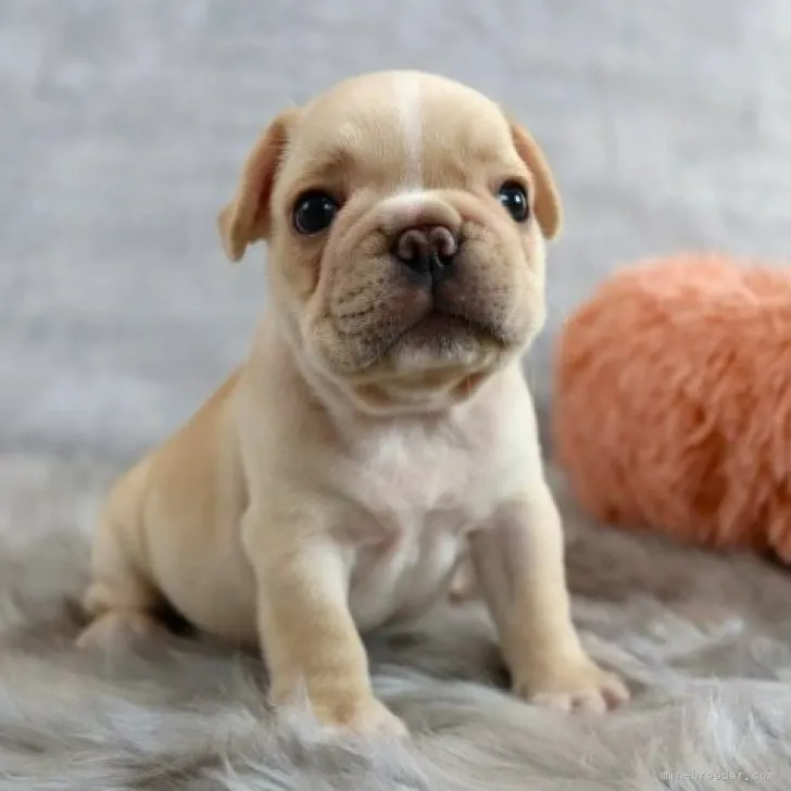ID：2307-04629の子犬
